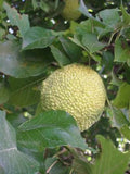 Graines de Oranger des Osages, Maclura pomifera