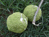 Graines de Oranger des Osages, Maclura pomifera