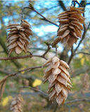 Samen der Hopfenbuche, Ostrya carpinifolia