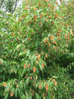 Hop hornbeam seeds, Ostrya carpinifolia