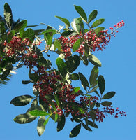 Graines de Poivrier du Brésil, Schinus terebinthifolius