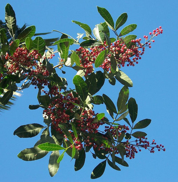 Seeds of Brazilian pepper tree, Schinus terebinthifolius