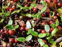 Graines de Poivrier du Brésil, Schinus terebinthifolius