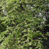 Graines de Orme champêtre, Ormeau, Ulmus minor, Ulmus campestris