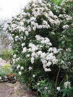 Graines de Viorne tin, Laurier Tin, Laurentin, Viburnum tinus