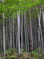 Graines Phyllostachys Edulis, Phyllostachys Pubescens Moso, Bambou Moso