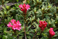 Graines de rhododendron ferrugineum, rhododendron ferrugineux, Laurier Rose des Alpes