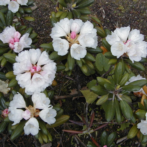 Graines de rhododendron yakushimanum