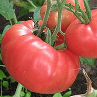 25 Graines de Tomate Brandywine Rouge, Solanum lycopersicum