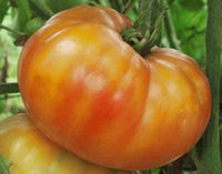 25 Graines de Tomate Big Rainbow, Solanum lycopersicum